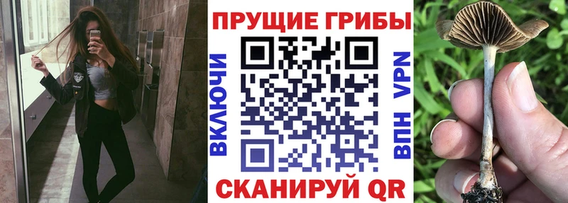 blacksprut онион  Суворов  Псилоцибиновые грибы мухоморы  даркнет сайт 
